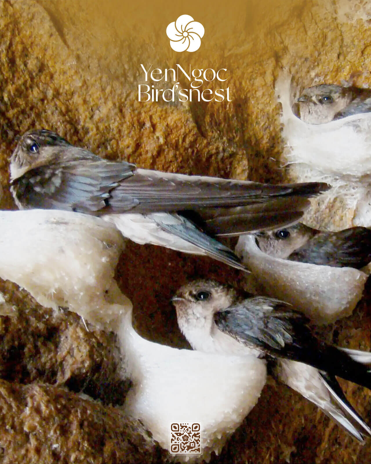 YẾN SÀO YẾN NGỌC • Yến sào cao cấp, tinh hoa dinh dưỡng từ thiên nhiên