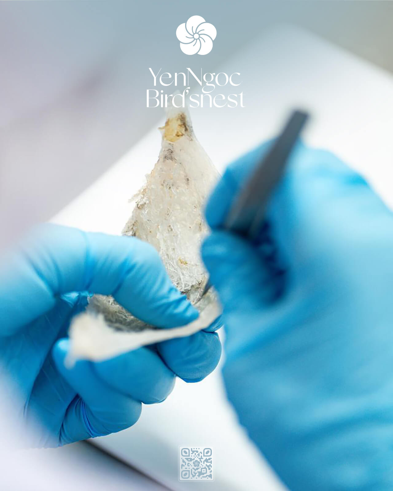 YẾN SÀO YẾN NGỌC • Yến sào cao cấp, tinh hoa dinh dưỡng từ thiên nhiên